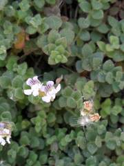 Chaenorhinum villosum