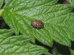 Neottiglossa lineolata