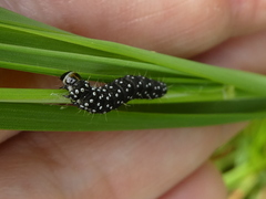 Zelotherses paleana