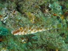 Sphoeroides marmoratus