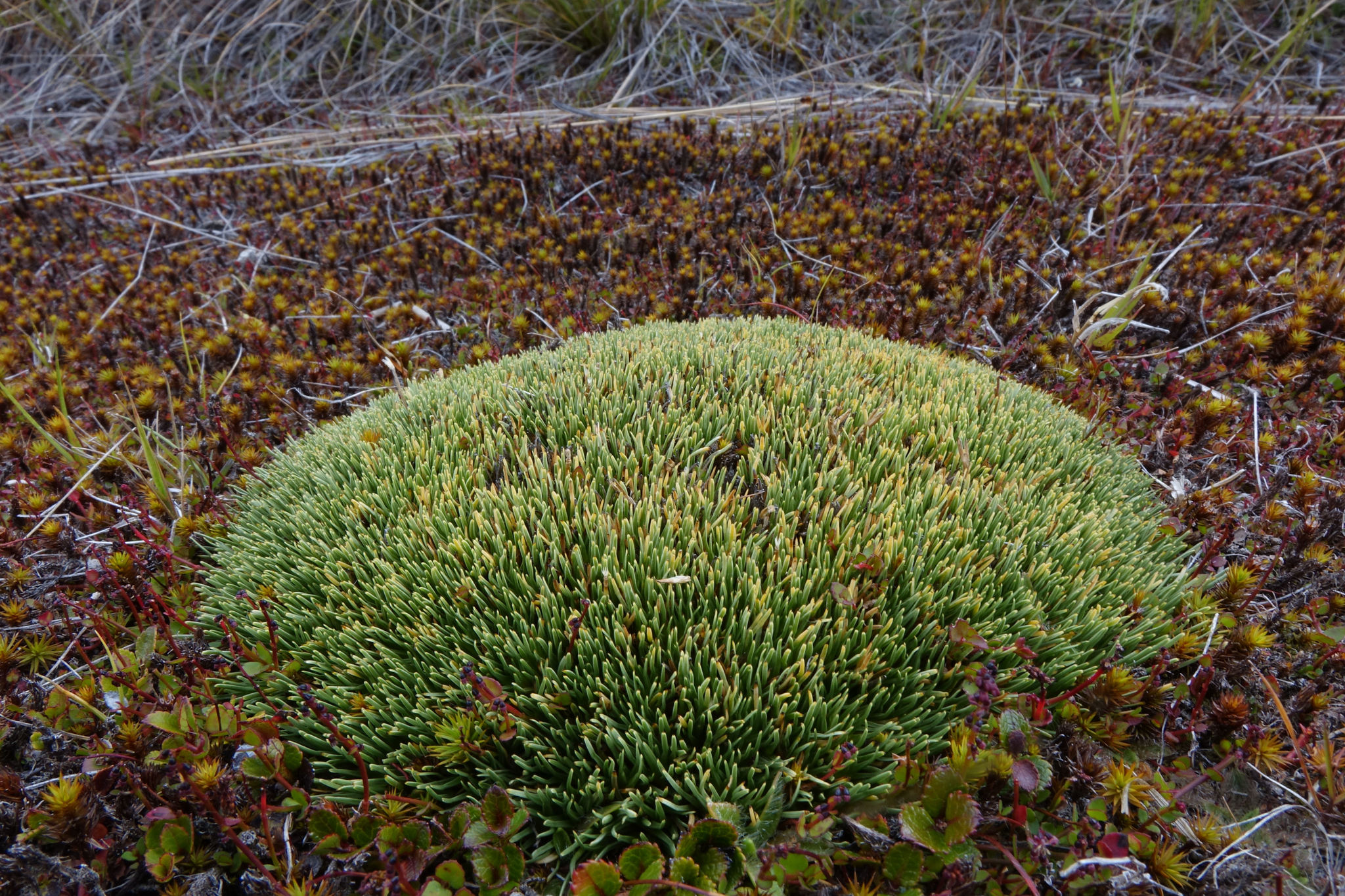 Oreobolus