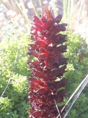 Orobanche foetida
