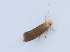 Crassa tinctella