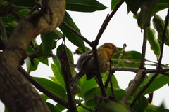 Herpsilochmus longirostris