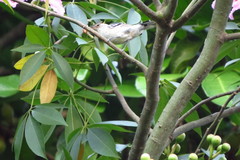 Herpsilochmus longirostris