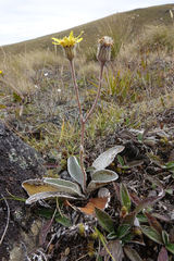 Brachyglottis haastii
