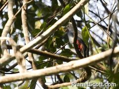 Trogon melanurus