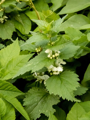 Lamium album