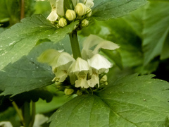 Lamium album