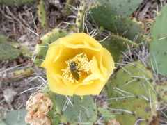 Lithurgopsis echinocacti