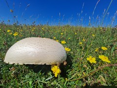 Agaricus urinascens
