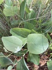 Lathyrus venosus
