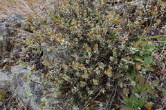Veronica pimeleoides pimeleoides