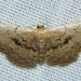 Idaea laevigata - Photo (c) faluke, osa oikeuksista pidätetään (CC BY-NC), lähettänyt faluke