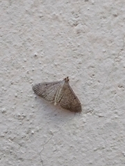 Lepidoptera