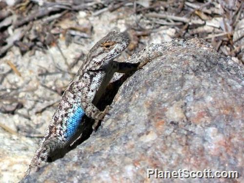 iNaturalist observation photo of Western Fence Lizard