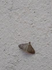 Lepidoptera