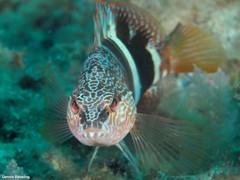 Serranus papilionaceus