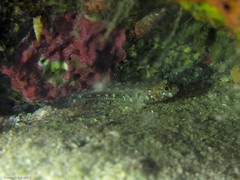 Vanneaugobius canariensis