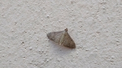 Lepidoptera