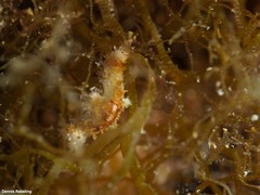 Coscinasterias tenuispina