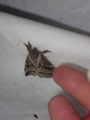 Sthenopis argenteomaculatus