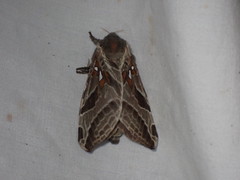 Sthenopis argenteomaculatus