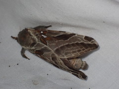 Sthenopis argenteomaculatus