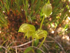 Waireia stenopetala