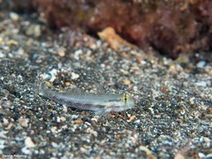 Gnatholepis thompsoni