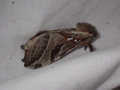 Sthenopis argenteomaculatus