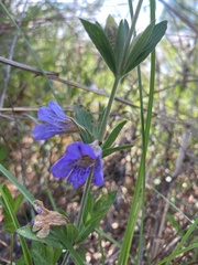 Ruellieae