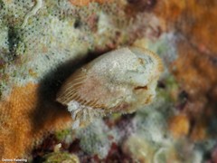 Asperarca nodulosa
