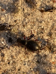 Otiorhynchus atroapterus