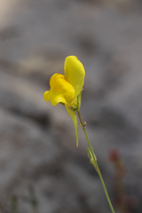 Linaria spartea