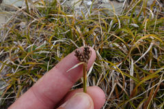Carex wakatipu