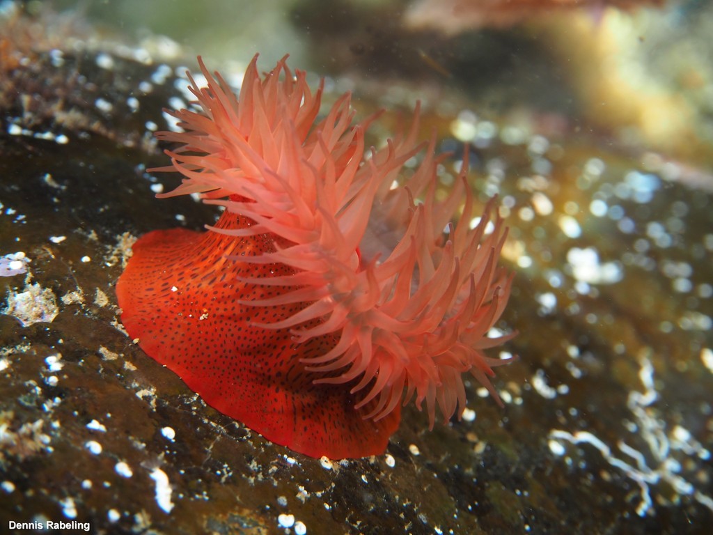 Tinyspotted Anemone
