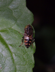 Eristalinus obliquus
