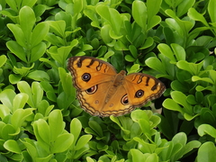 Junonia almana