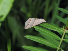 Colobochyla salicalis