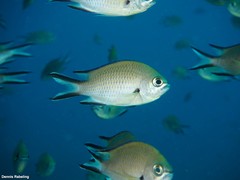 Chromis limbata