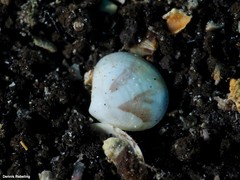Gouldia minima