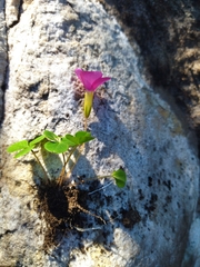 Oxalis nidulans