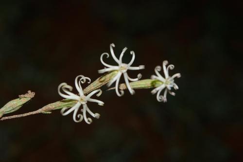 Silene vivianii image