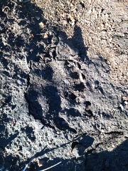 Hystrix africaeaustralis