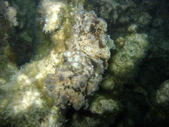 Stichopus