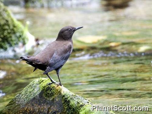 Brown Dipper