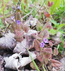 Glechoma hederacea