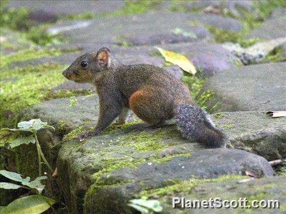 Red-Hipped Squirrel