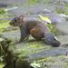 Red-hipped Squirrel - Photo (c) Scott Bowers, some rights reserved (CC BY-NC), uploaded by Scott Bowers